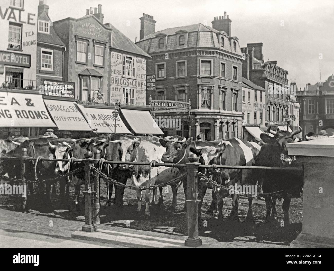 Le bétail s'est aligné au marché du bétail de Market Square, Aylesbury, Buckinghamshire, Angleterre, Royaume-Uni au début du XXe siècle. La vallée riche et fertile d'Aylesbury était parfaite pour l'agriculture et il y avait un marché de moutons, de porcs et de bovins deux fois par semaine sur la place centrale de 1204 à 1927, lorsque le marché a déménagé. De vieux bâtiments tels que des magasins, des banques et des hôtels entouraient la place, beaucoup se faisaient de la publicité sur leurs auvents. Cette image est tirée d'un vieux négatif en verre - une photographie victorienne / édouardienne vintage. Banque D'Images