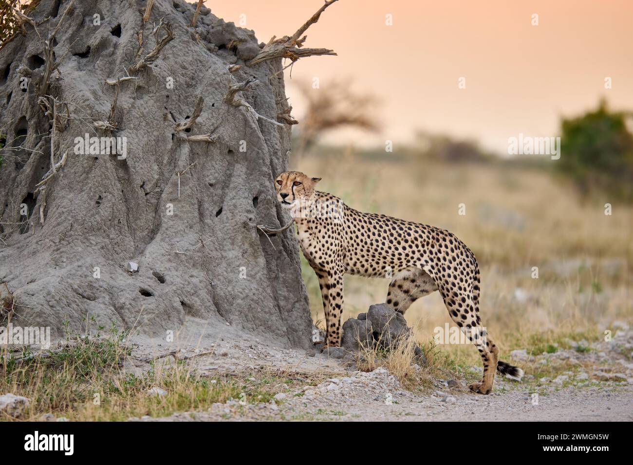 Gepard (Acinonyx jubatus) markiert sein Teritorium, Etosha Nationalpark, Namibie, Afrika |guépard (Acinonyx jubatus) marquant son territoire, Etosha Nat Banque D'Images