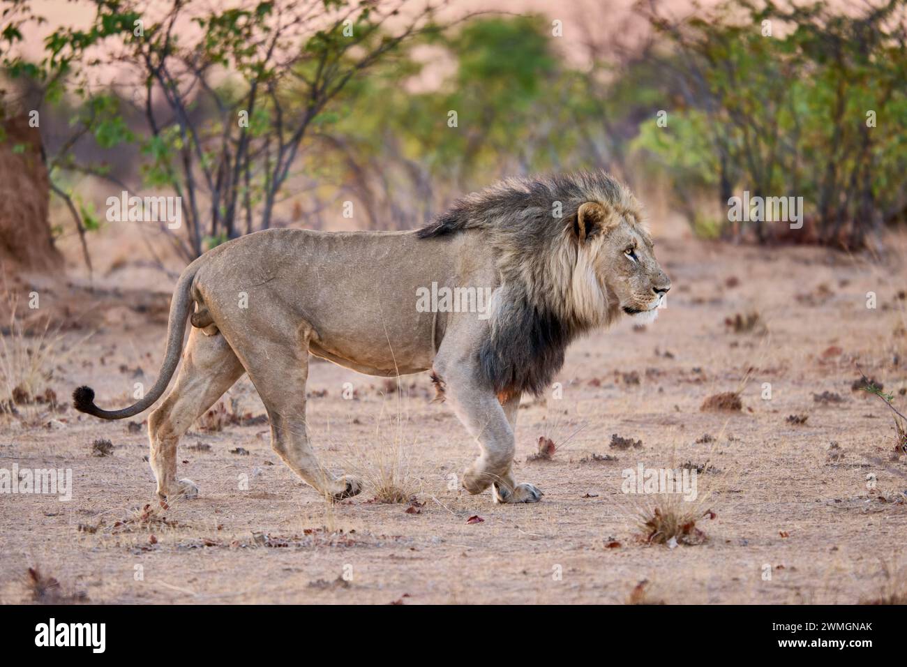 Lion mâle (panthera leo) patrouillant son territoire, Parc National d'Etosha, Namibie, Afrique Banque D'Images