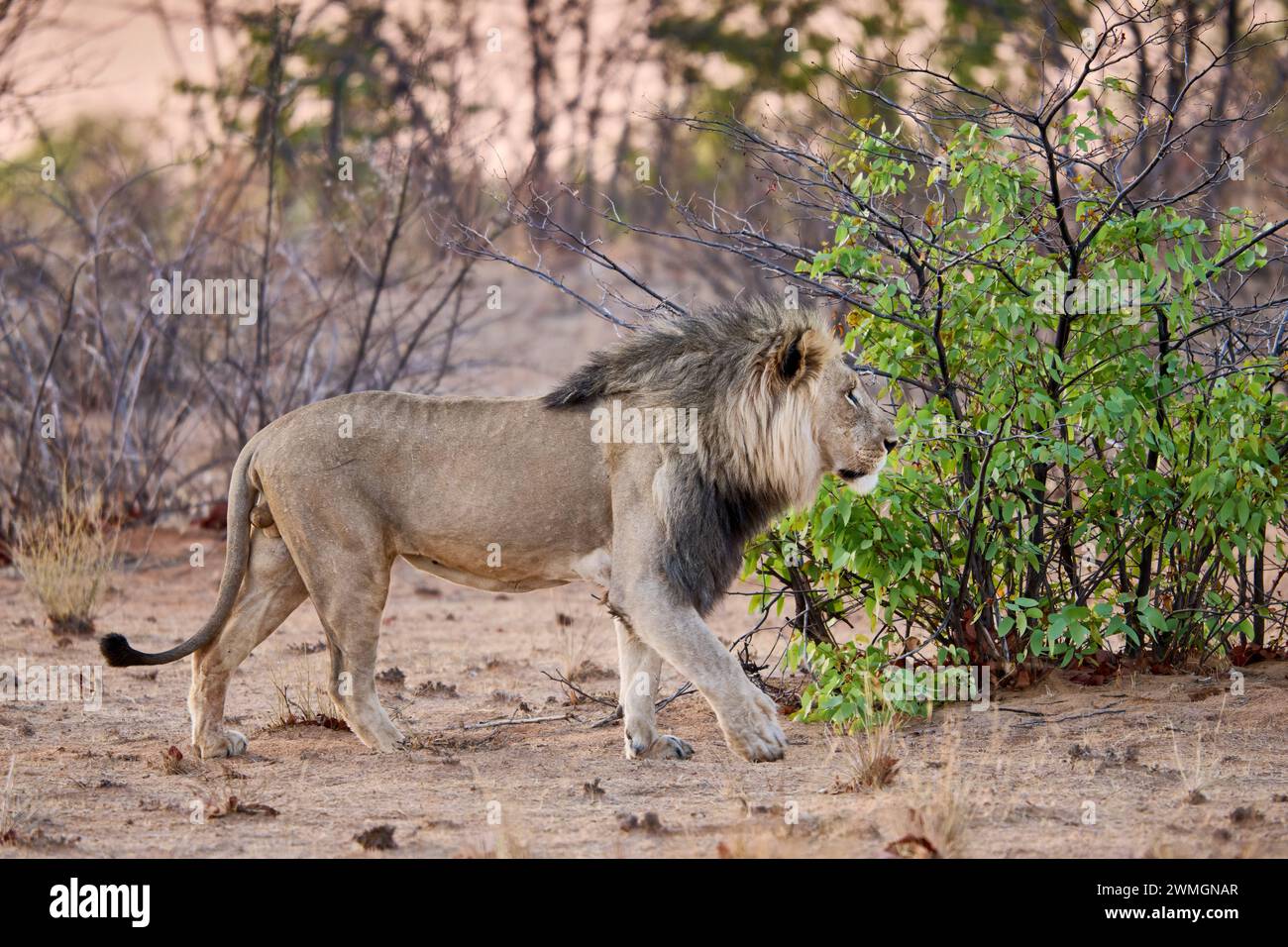 Lion mâle (panthera leo) patrouillant son territoire, Parc National d'Etosha, Namibie, Afrique Banque D'Images