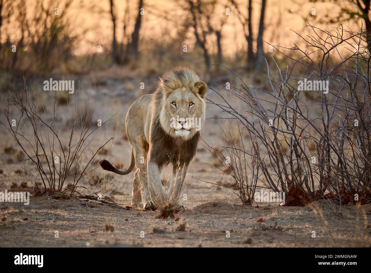 Lion mâle (panthera leo) patrouillant son territoire, Parc National d'Etosha, Namibie, Afrique Banque D'Images