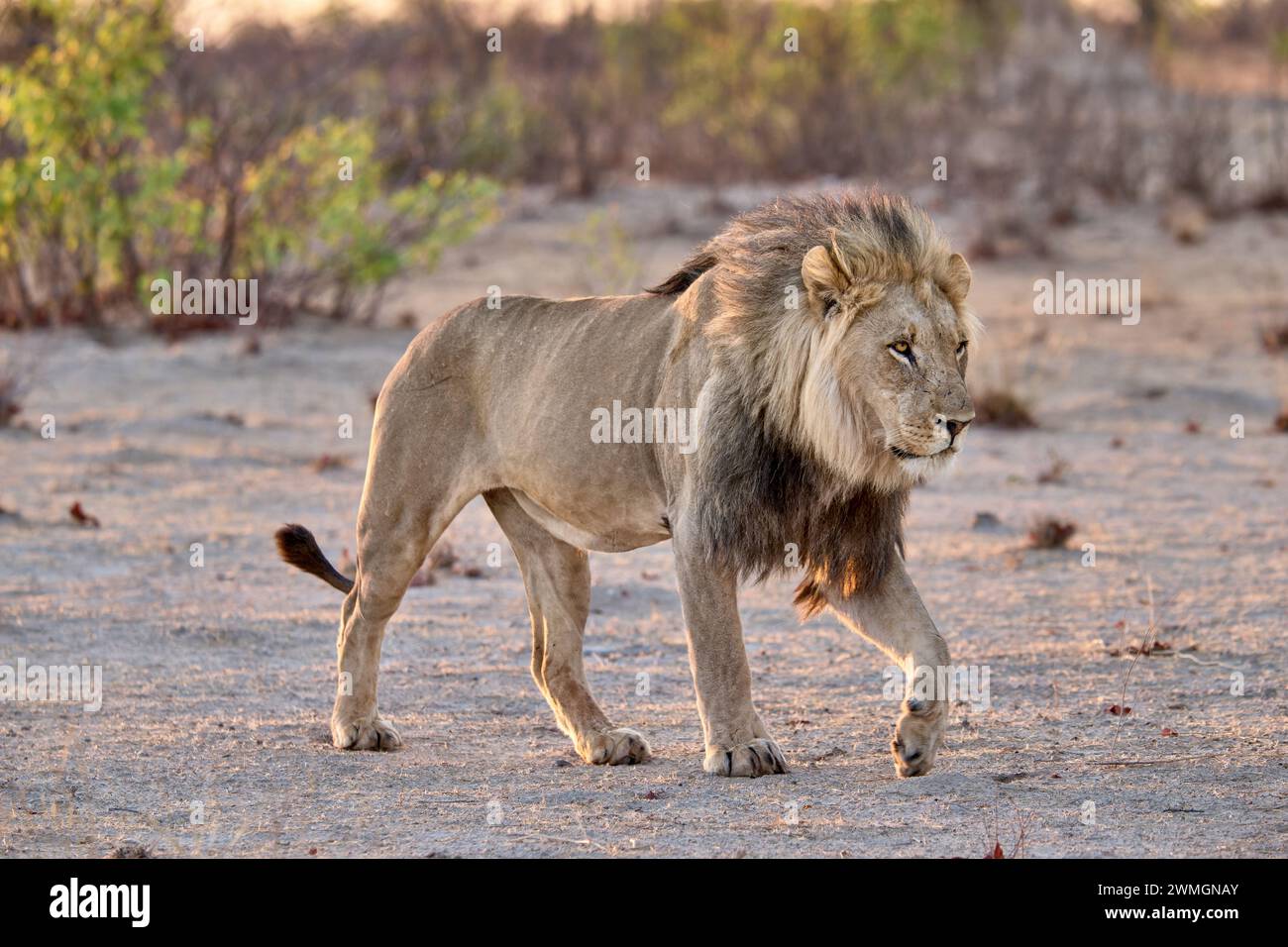 Lion mâle (panthera leo) patrouillant son territoire, Parc National d'Etosha, Namibie, Afrique Banque D'Images