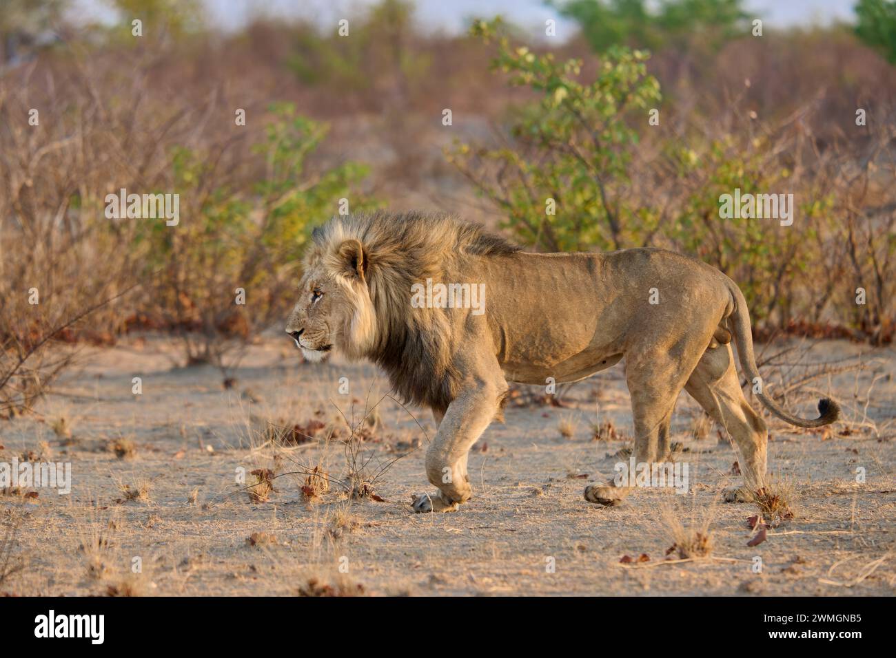 Lion mâle (panthera leo) patrouillant son territoire, Parc National d'Etosha, Namibie, Afrique Banque D'Images