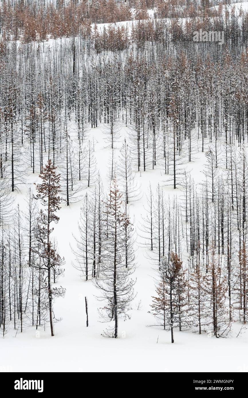 Totholz... Yellowstone Nationalpark * USA *, Blick über einen weiten, weitgehend abgestorbenen Wald, Nadelwald im Winter BEI Schneelage, Schnee, Vereinigte Staaten von Amerika *** forêt morte, arbres, bois en hiver, structures presque monochromes, Parc national de Grand Teton, Wyoming, États-Unis. Wyoming Nordamerika, Vereinigte Staaten von Amerika Banque D'Images