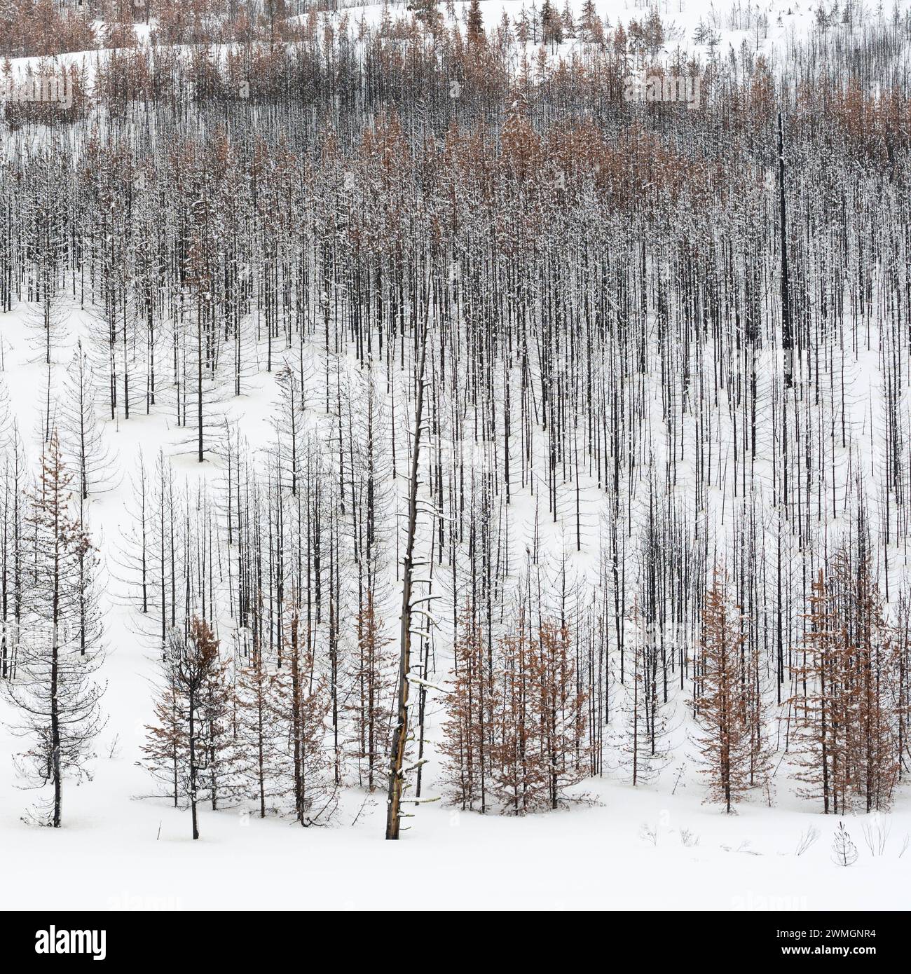 Totholz... Yellowstone Nationalpark * USA *, Blick über einen weiten, weitgehend abgestorbenen Wald, Nadelwald im Winter BEI Schneelage, Schnee, Vereinigte Staaten von Amerika *** forêt morte, arbres, bois en hiver, structures presque monochromes, Parc national de Grand Teton, Wyoming, États-Unis. Wyoming Nordamerika, Vereinigte Staaten von Amerika Banque D'Images