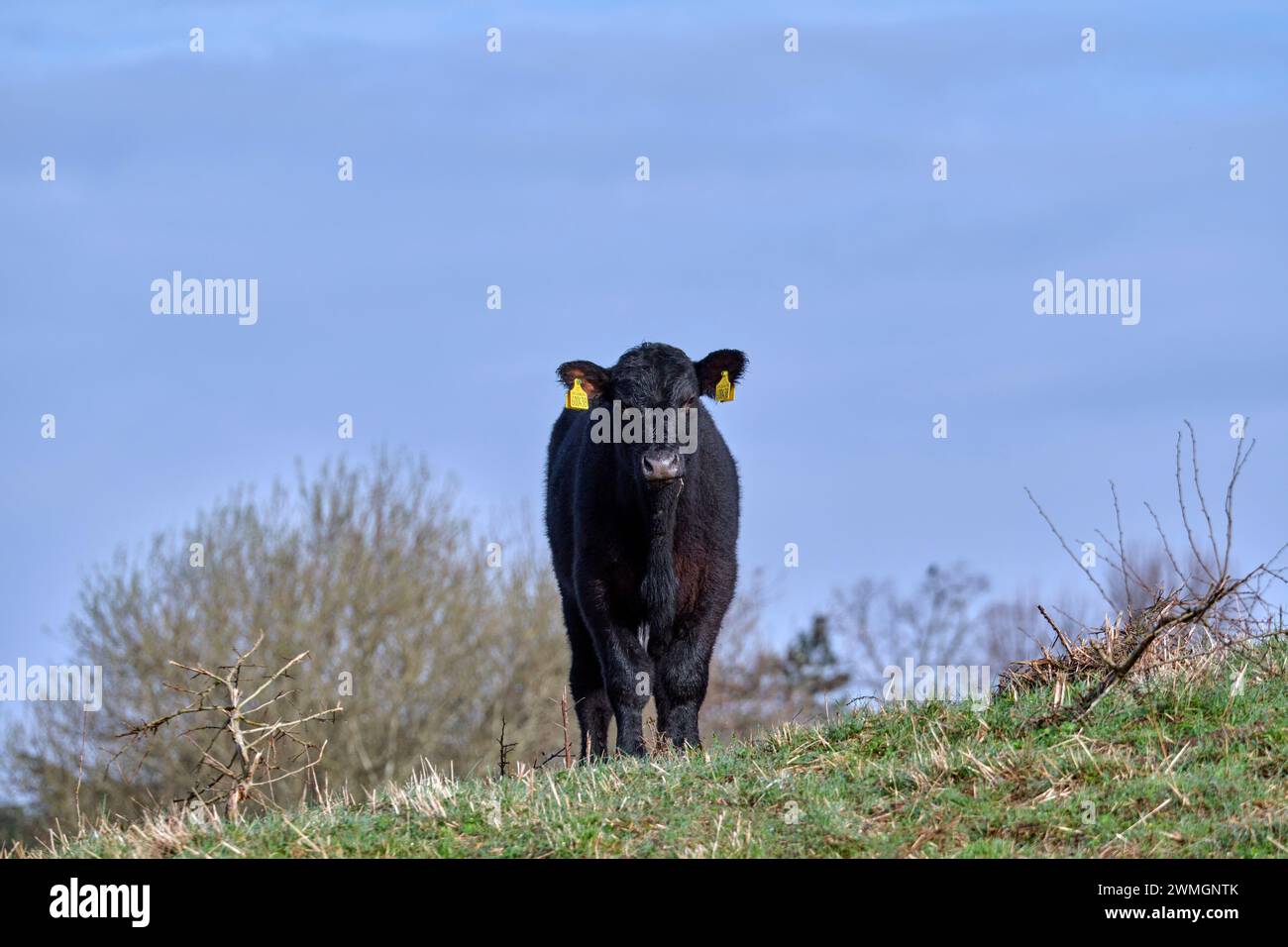 Aberdeen Angus Steer. Banque D'Images