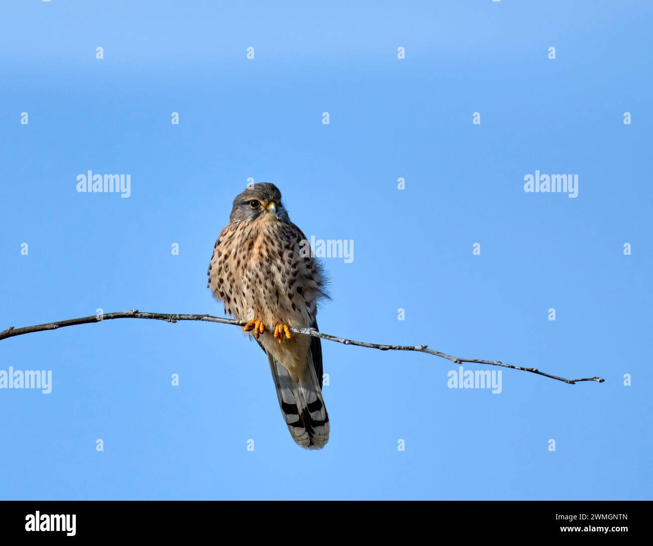 Kestrel perché sur une brindille. West Molesey, Surrey, Angleterre. Banque D'Images