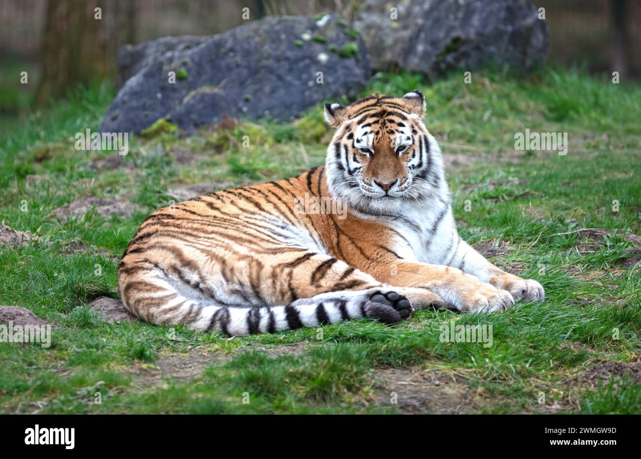 Tigre Amour sur l'herbe verte - Grand chat dangereux Banque D'Images