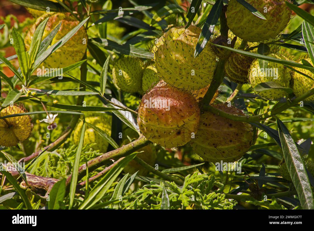 Aspersion africaine Gomphocarpus physocarpus 15318 Banque D'Images