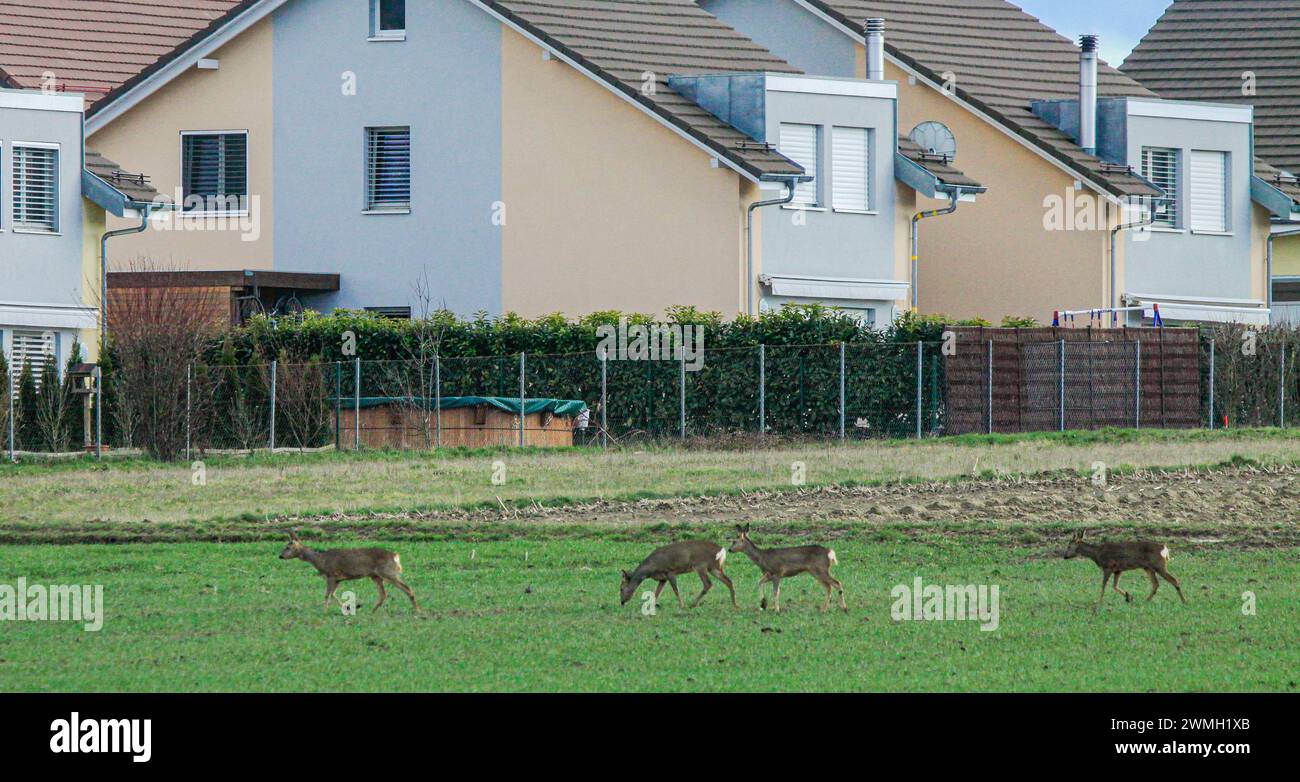 Troupeau de cerfs rois (Capreolus capreolus) menacé par l'étalement urbain, Chavornay, Suisse Banque D'Images