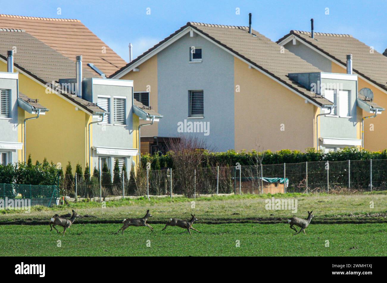 Troupeau de cerfs rois (Capreolus capreolus) menacé par l'étalement urbain, Chavornay, Suisse Banque D'Images