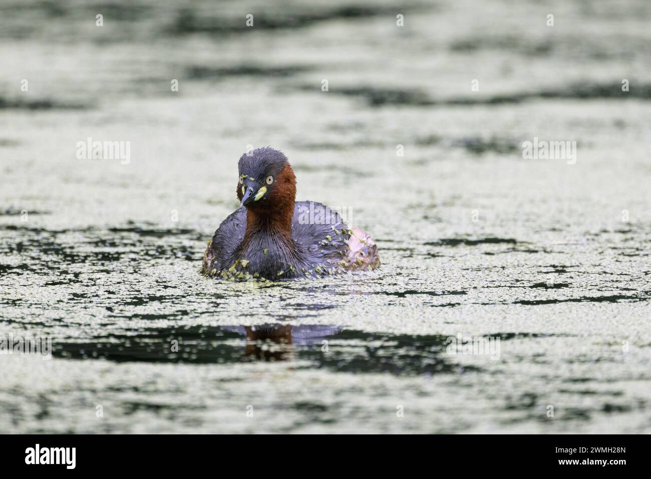 Petit grebe nageant paisiblement dans le lac Banque D'Images