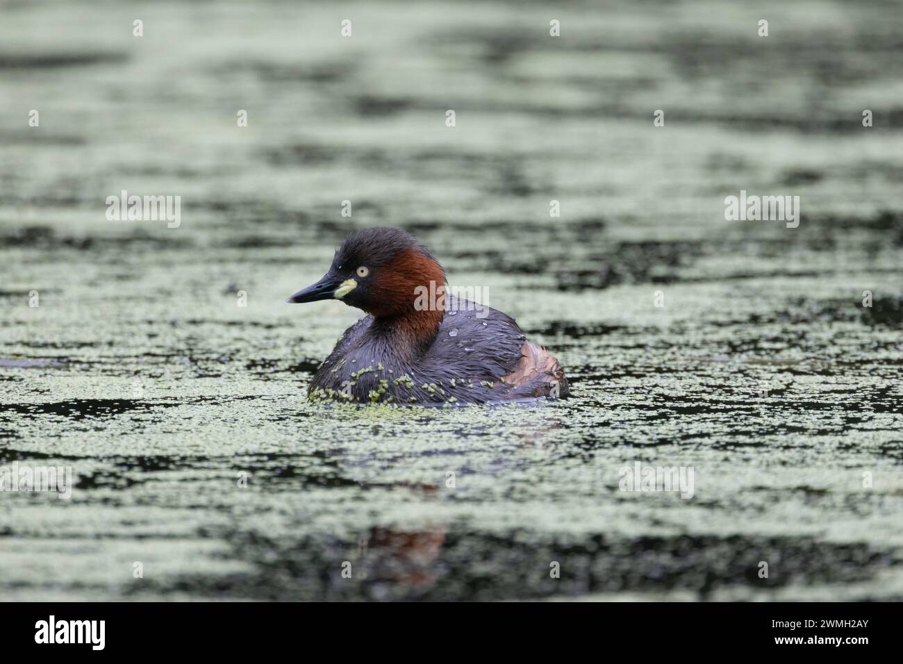 Petit grebe nageant paisiblement dans le lac Banque D'Images