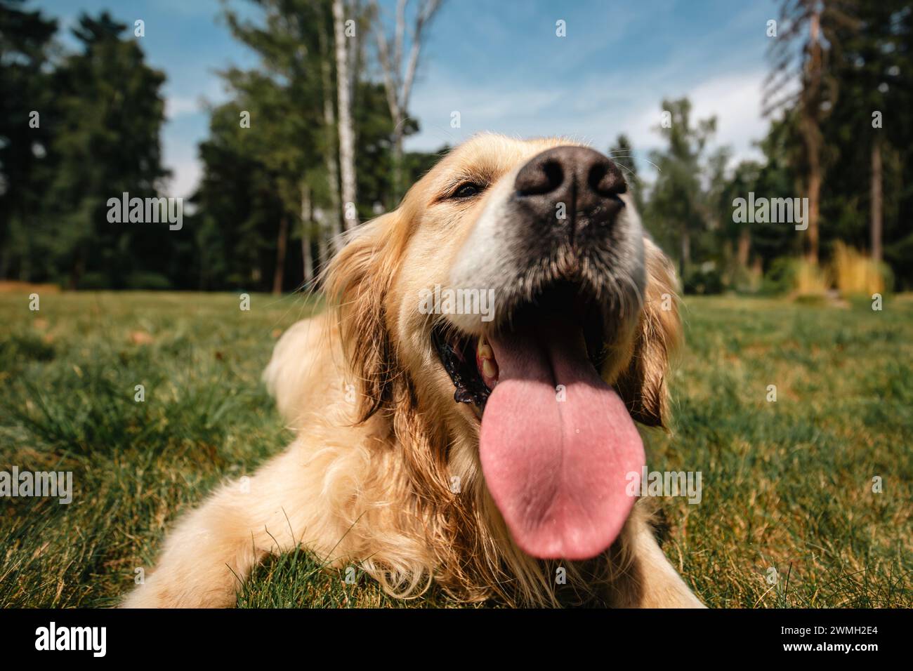 Portrait de chien mignon avec la langue dehors. Portrait drôle de Golden retriever sur la prairie d'été. Banque D'Images