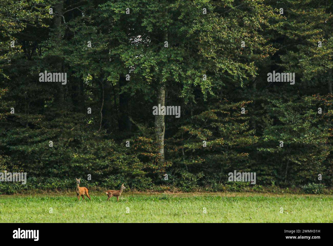 Femelle chevreuil Roe et son faon à la lisière de la forêt, Suisse Banque D'Images
