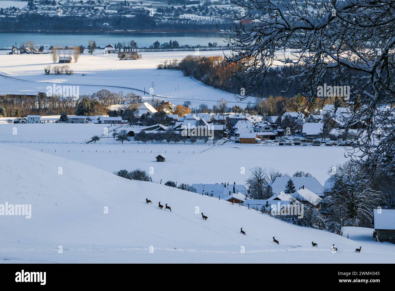 Troupeau de cerfs rooches sur une prairie enneigée au-dessus des villages et du lac de Neuchâtel en Suisse (Canton de Vaud) Banque D'Images