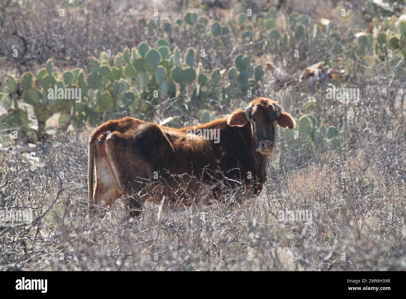 Une vache du désert maigre se tient dans un champ Banque D'Images