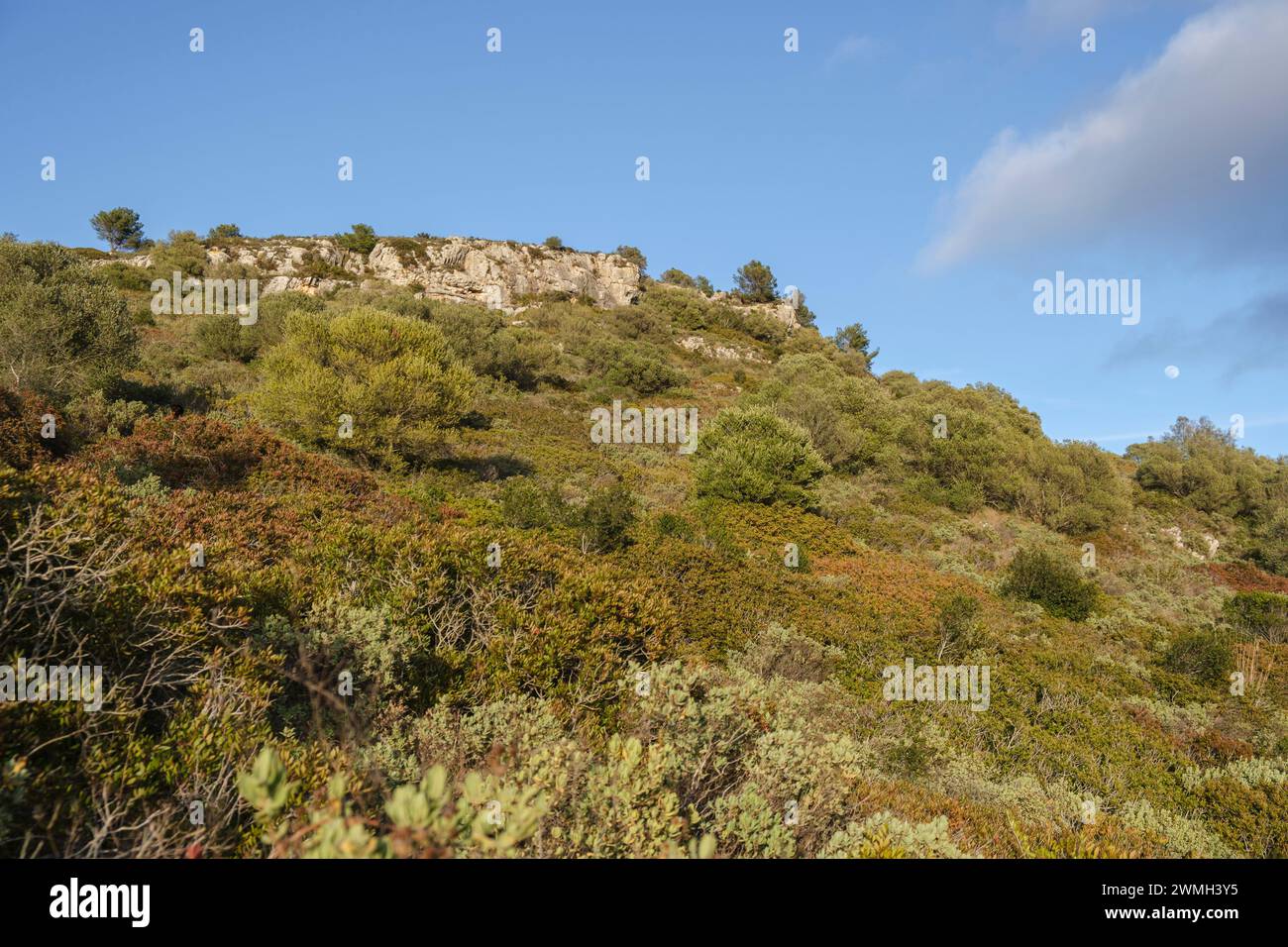 Broussailles méditerranéennes, Puig de Randa, Algaida, Majorque, Îles Baléares, Espagne Banque D'Images