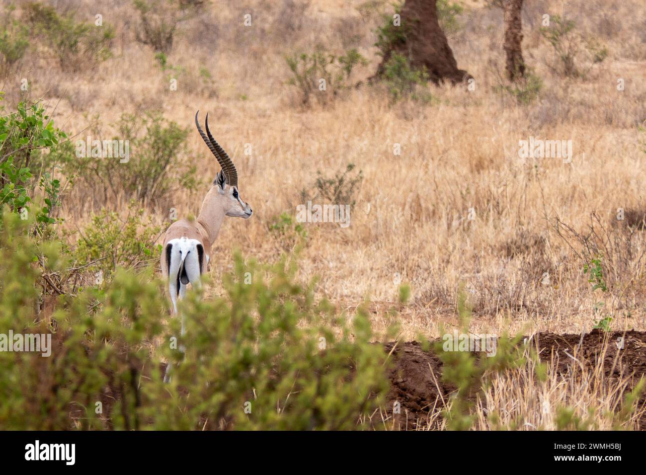 Tarangire, Tanzanie, 24 octobre 2023. Thomson gazelle dans la savane Banque D'Images