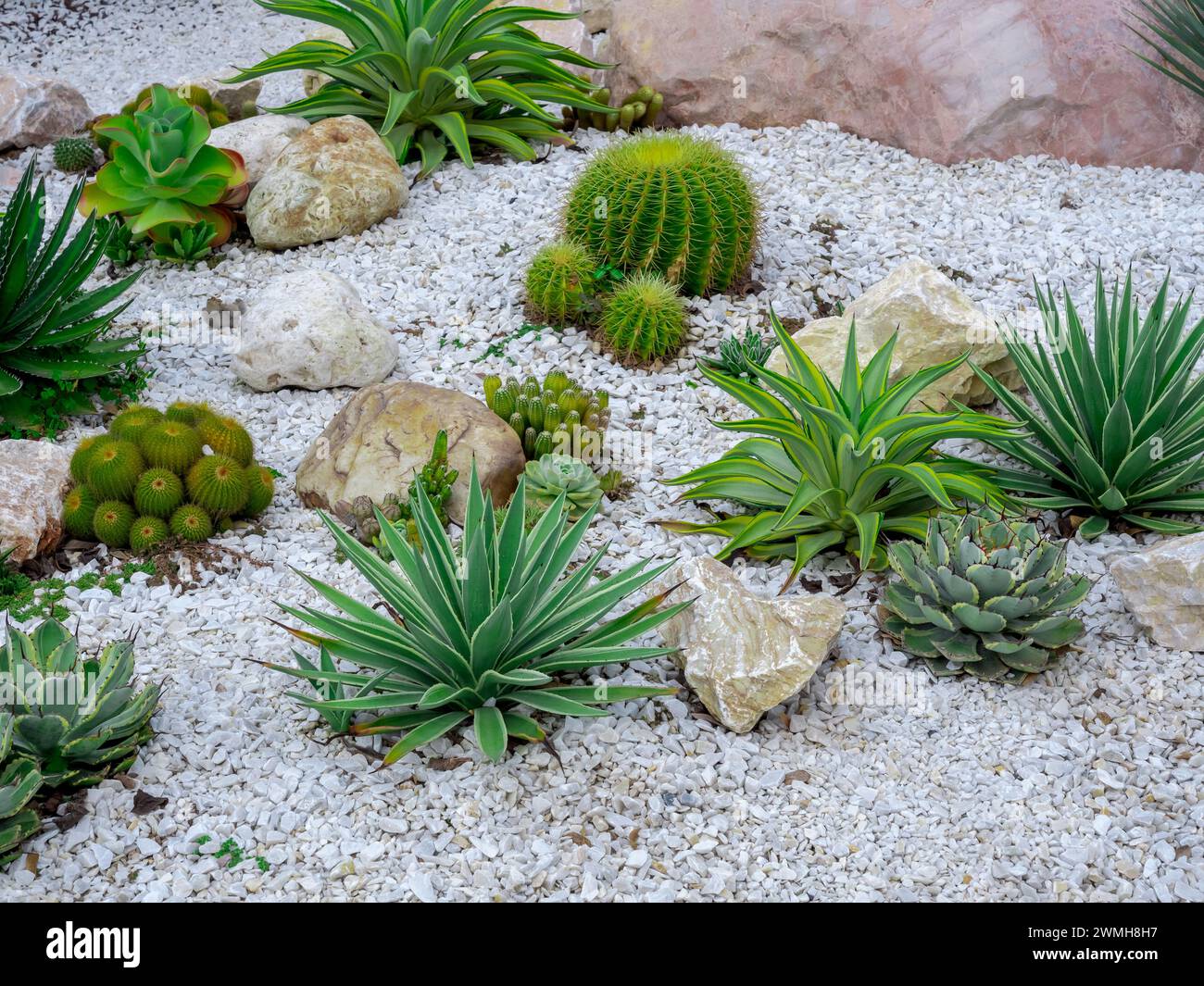 Style minimaliste de jardin de cactus extérieur lumineux. Variété cactus vert et plantes succulentes, décoration au sol avec des rochers et des galets blancs bac Banque D'Images