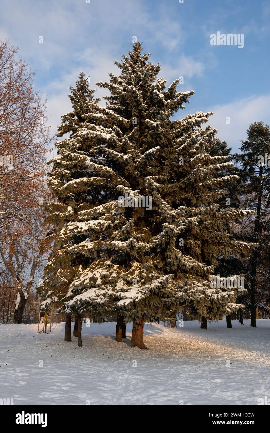 Épicéa en hiver avec de la neige sur les branches dans le parc urbain. Banque D'Images