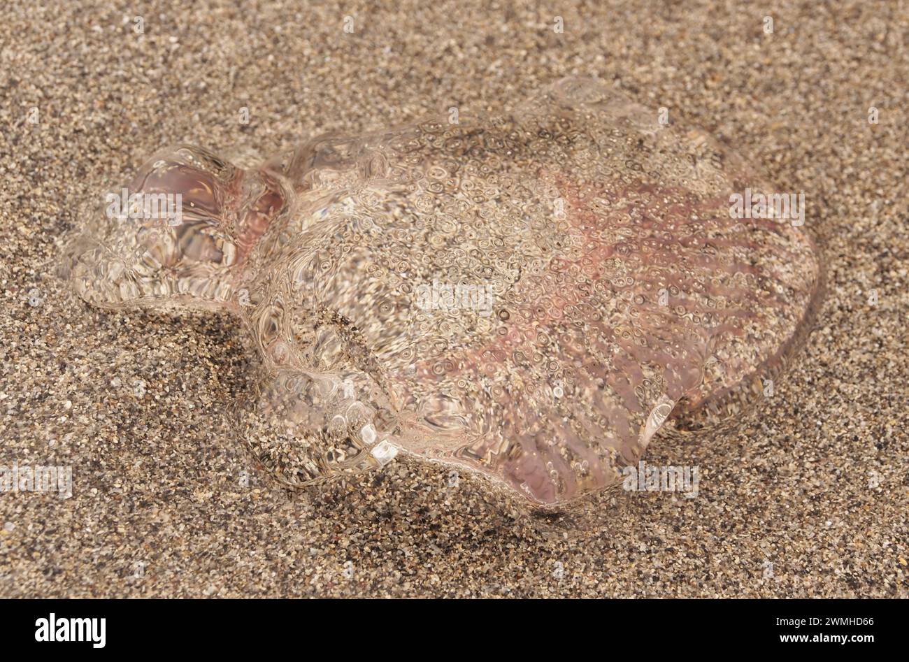 Une méduse morte sur une plage de sable dans les Orcades, Écosse, Royaume-Uni Banque D'Images