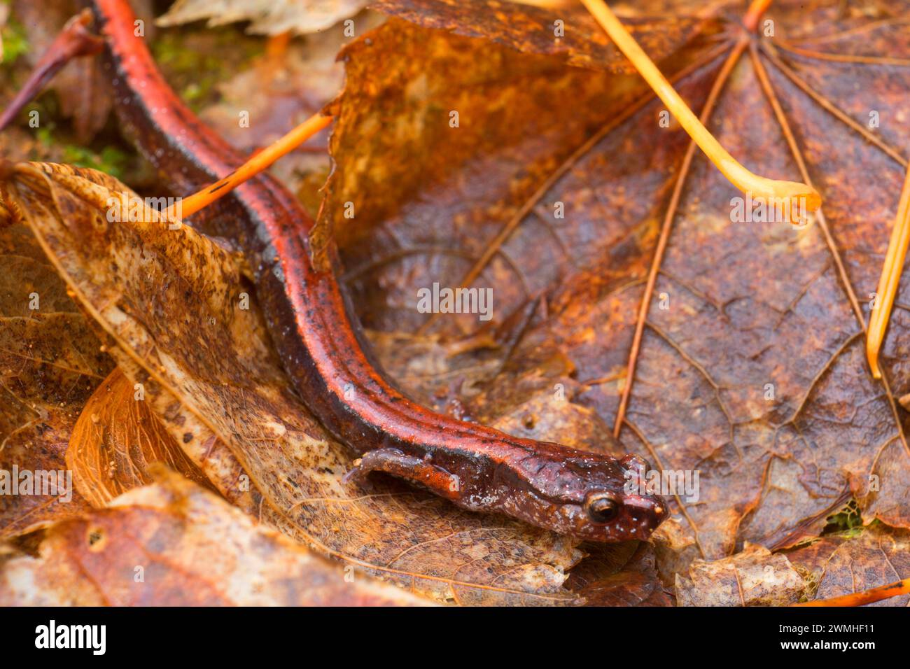 Salamandre (Plethodon vehiculum) le long terme de l'épinette, du sentier de la forêt d'état de l'Oregon, Clatsop Banque D'Images