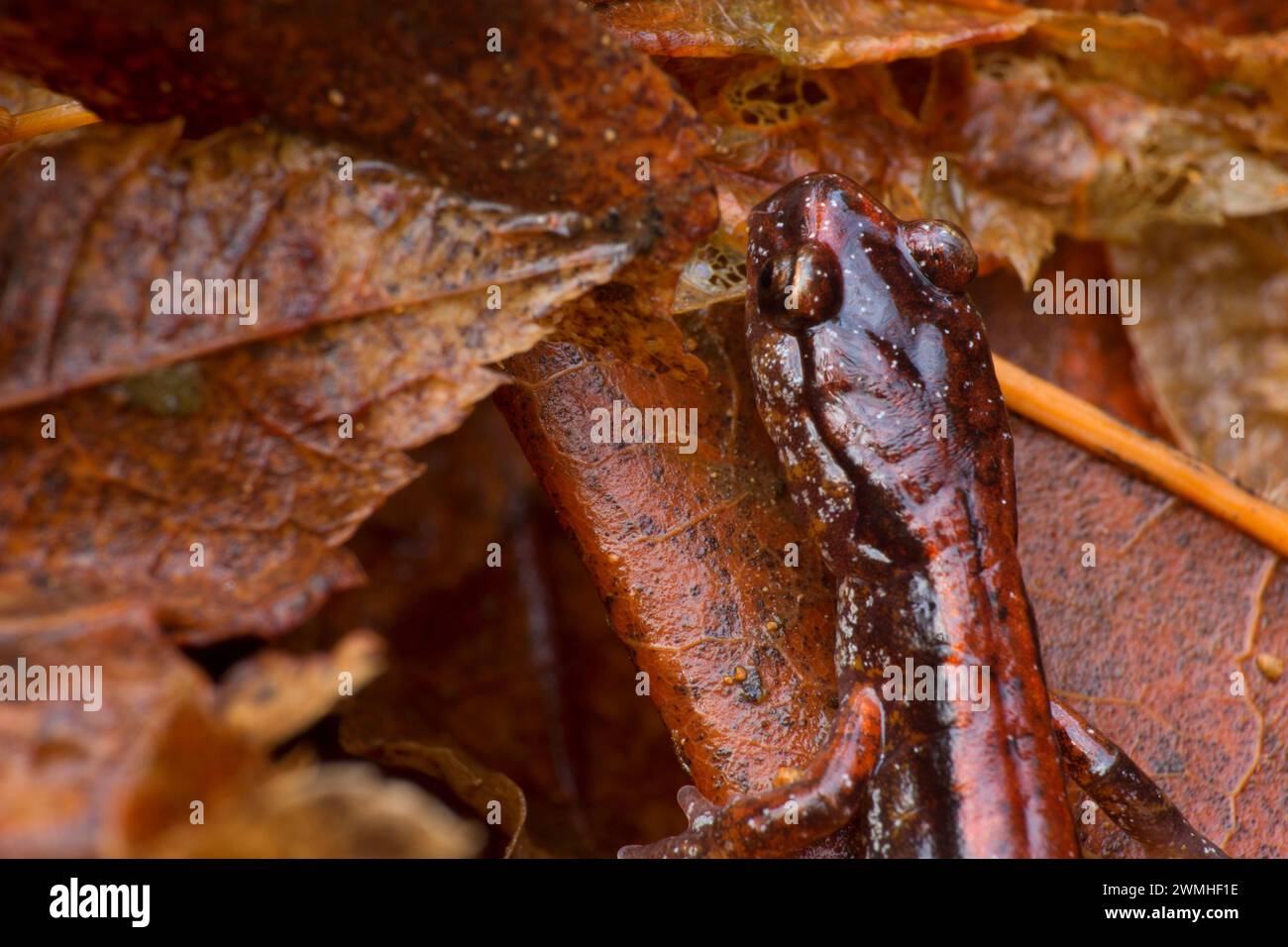 Salamandre (Plethodon vehiculum) le long terme de l'épinette, du sentier de la forêt d'état de l'Oregon, Clatsop Banque D'Images