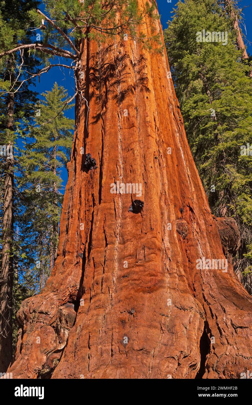 Base massive d'un séquoia antique dans le parc national de Kings Canyon en Californie Banque D'Images