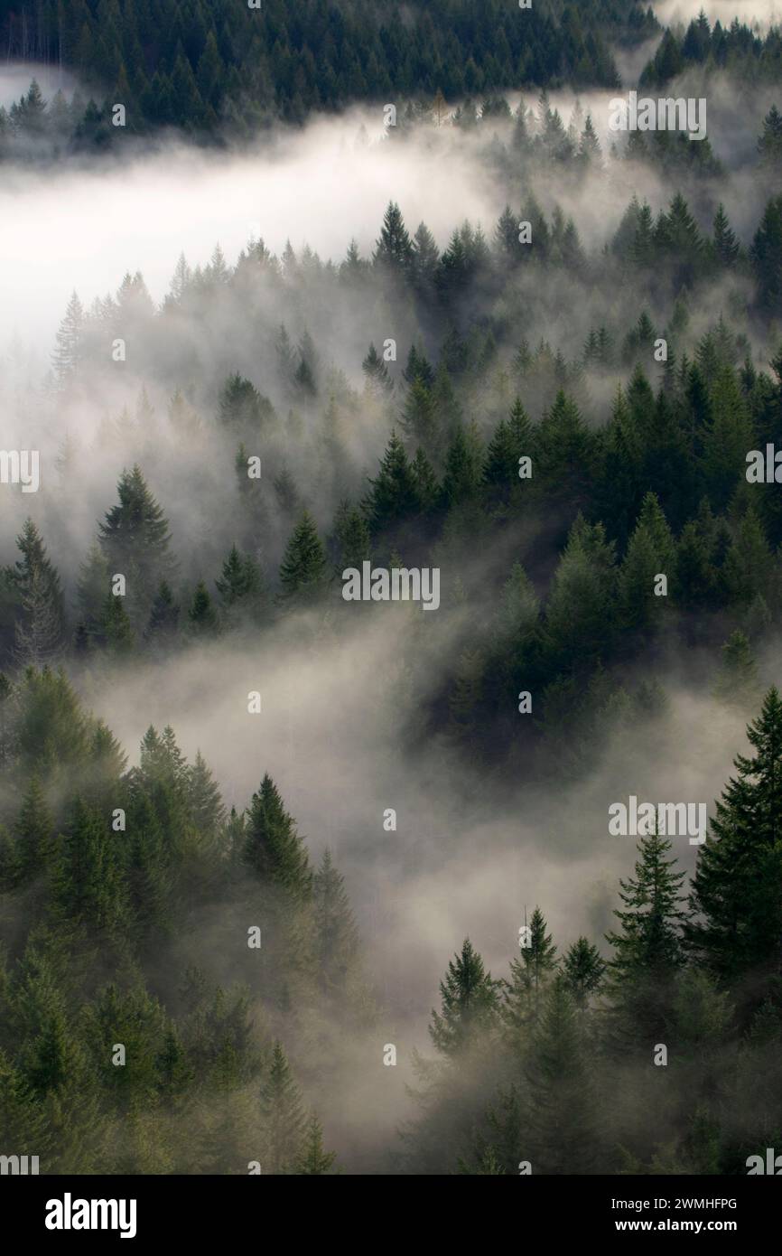 Brouillard forestier, Tillamook State Forest, Oregon Banque D'Images