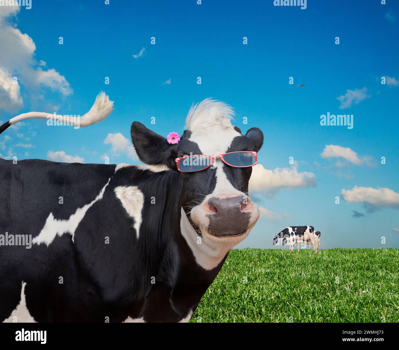 Une vache Holstein satisfaite porte des lunettes de soleil alors qu'elle mâche son cud dans une prairie sous un ciel d'été dans une image prenant un regard humoristique sur les vaches. Banque D'Images