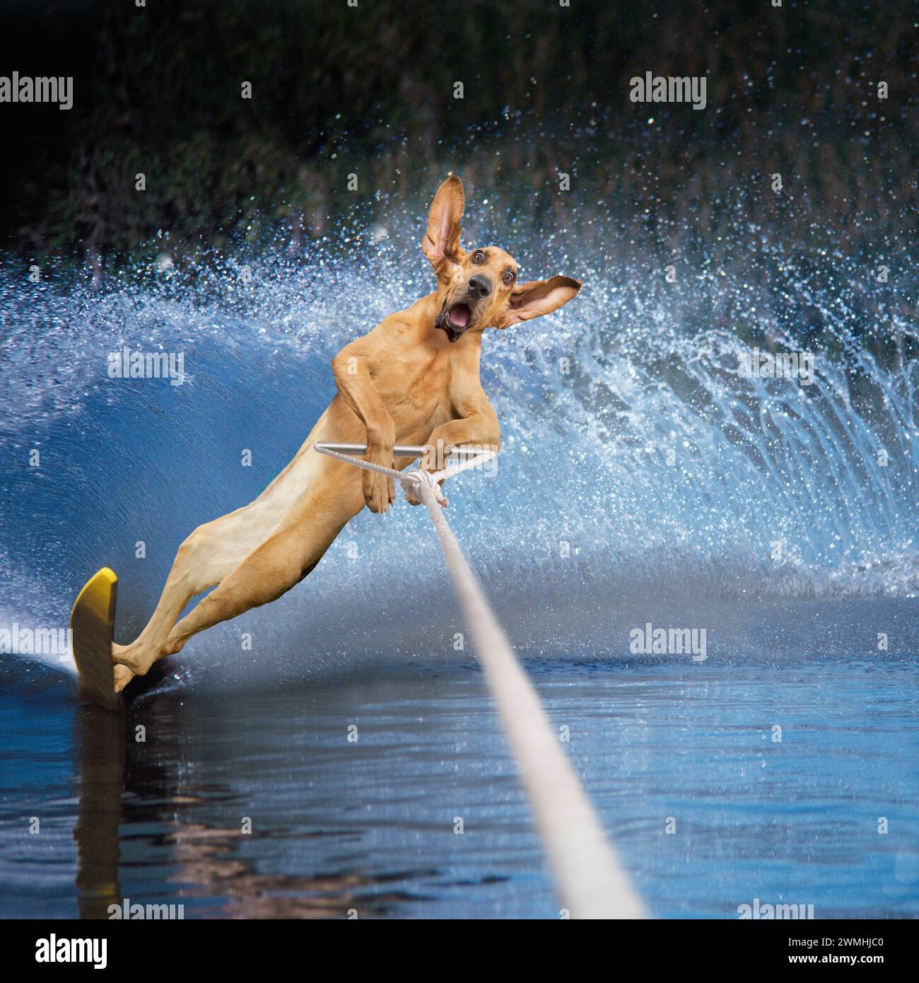 Un drôle de chien Bloodhound déclenche un énorme sillage alors qu'il slalom ski nautique à travers un lac dans une image de concepts de chien, de dressage et de tours inattendus. Banque D'Images