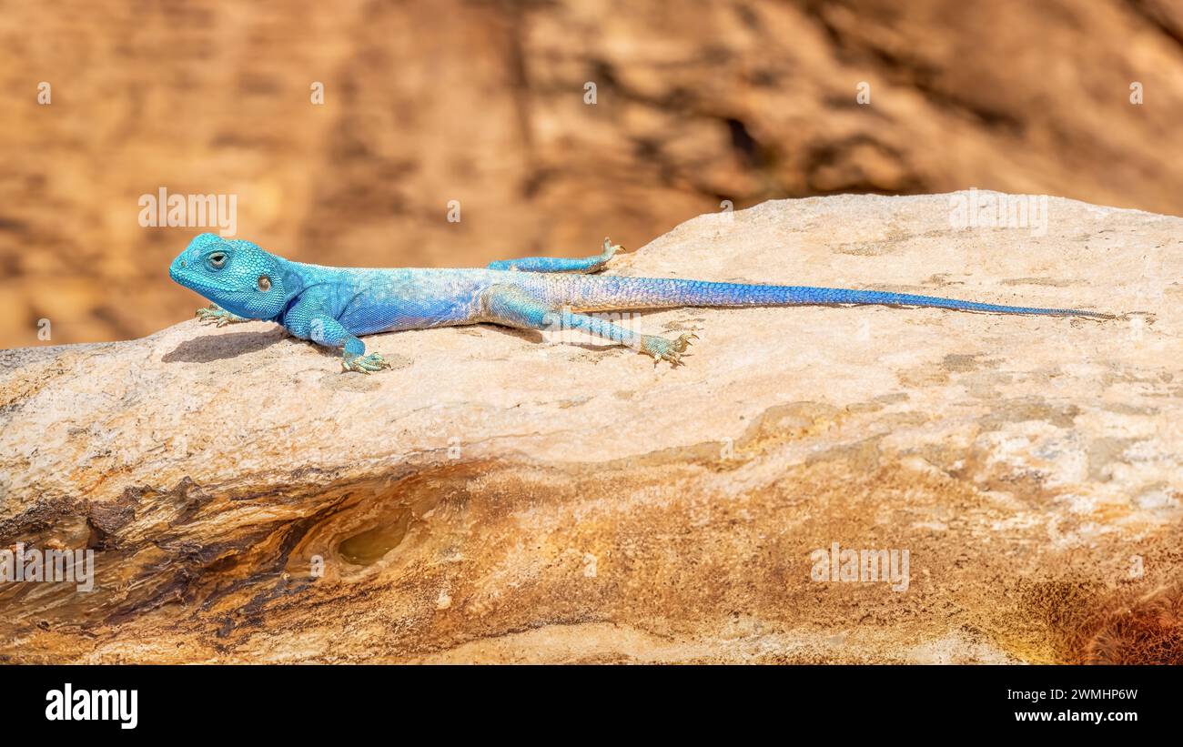 Le lézard bleu (Agama sinaita) Banque D'Images