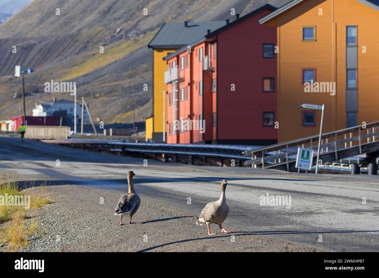 Oies à pieds roses (Anser brachyrhynchus) marchant à travers la ville Longyearbyen en été, Svalbard / Spitzberg Banque D'Images