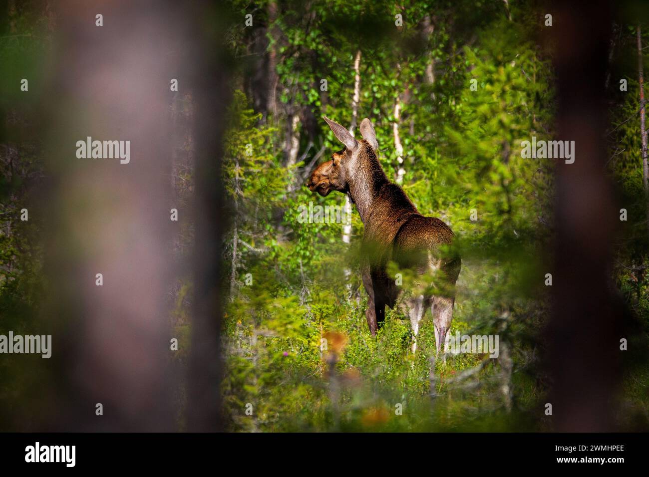 Mousses dans la forêt pendant la saison d'ornithage. Finlande. Banque D'Images