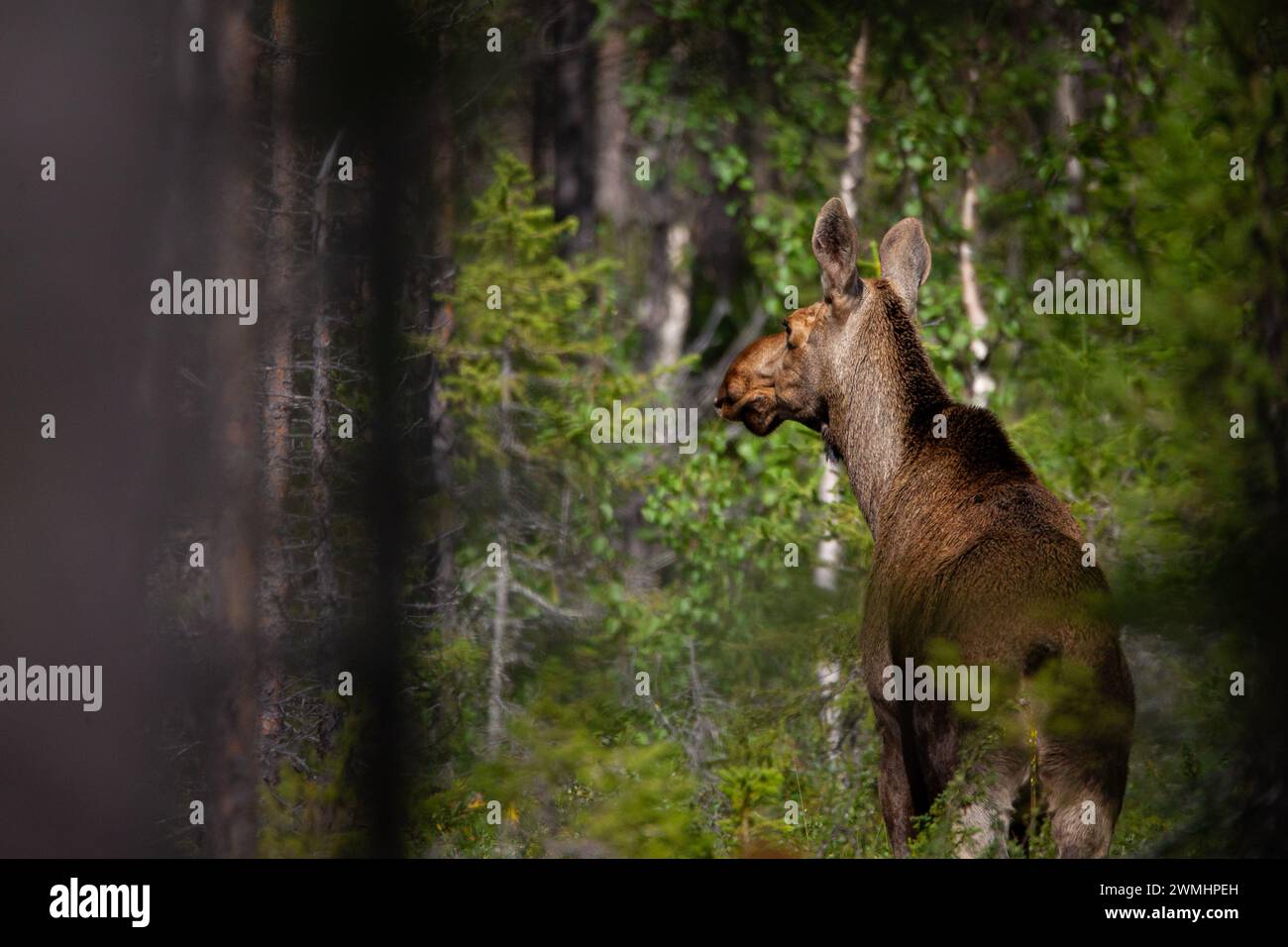 Mousses dans la forêt pendant la saison d'ornithage. Finlande. Banque D'Images