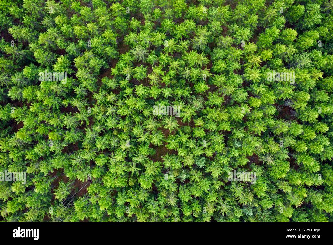 Vue aérienne sur la cime des arbres des pins dans la forêt de conifères en été en Scandinavie Banque D'Images