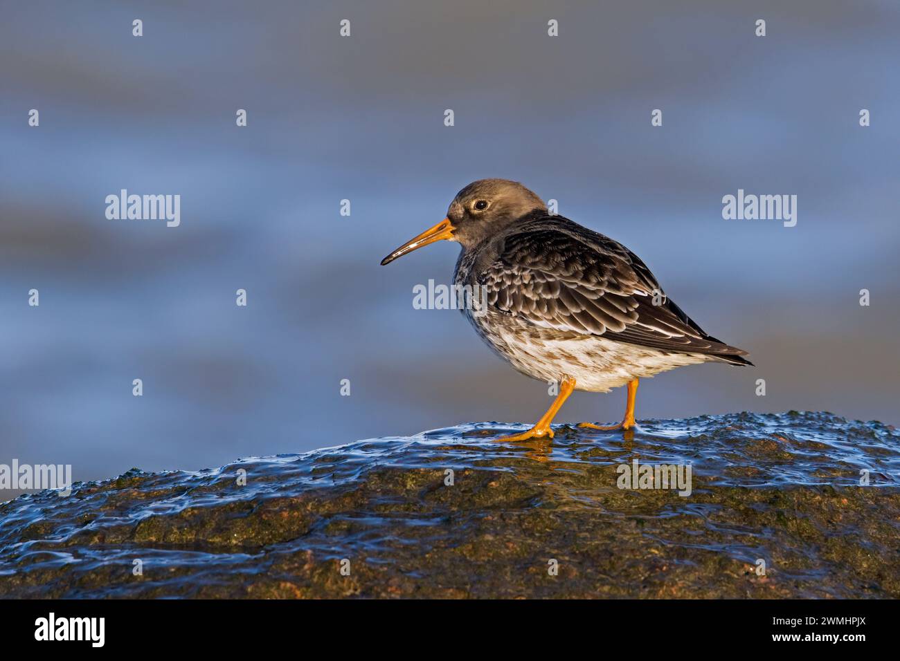Pier de sable violet (Calidris maritima) en plumage non reproductif sur la rive rocheuse le long de la côte de la mer Baltique en hiver Banque D'Images