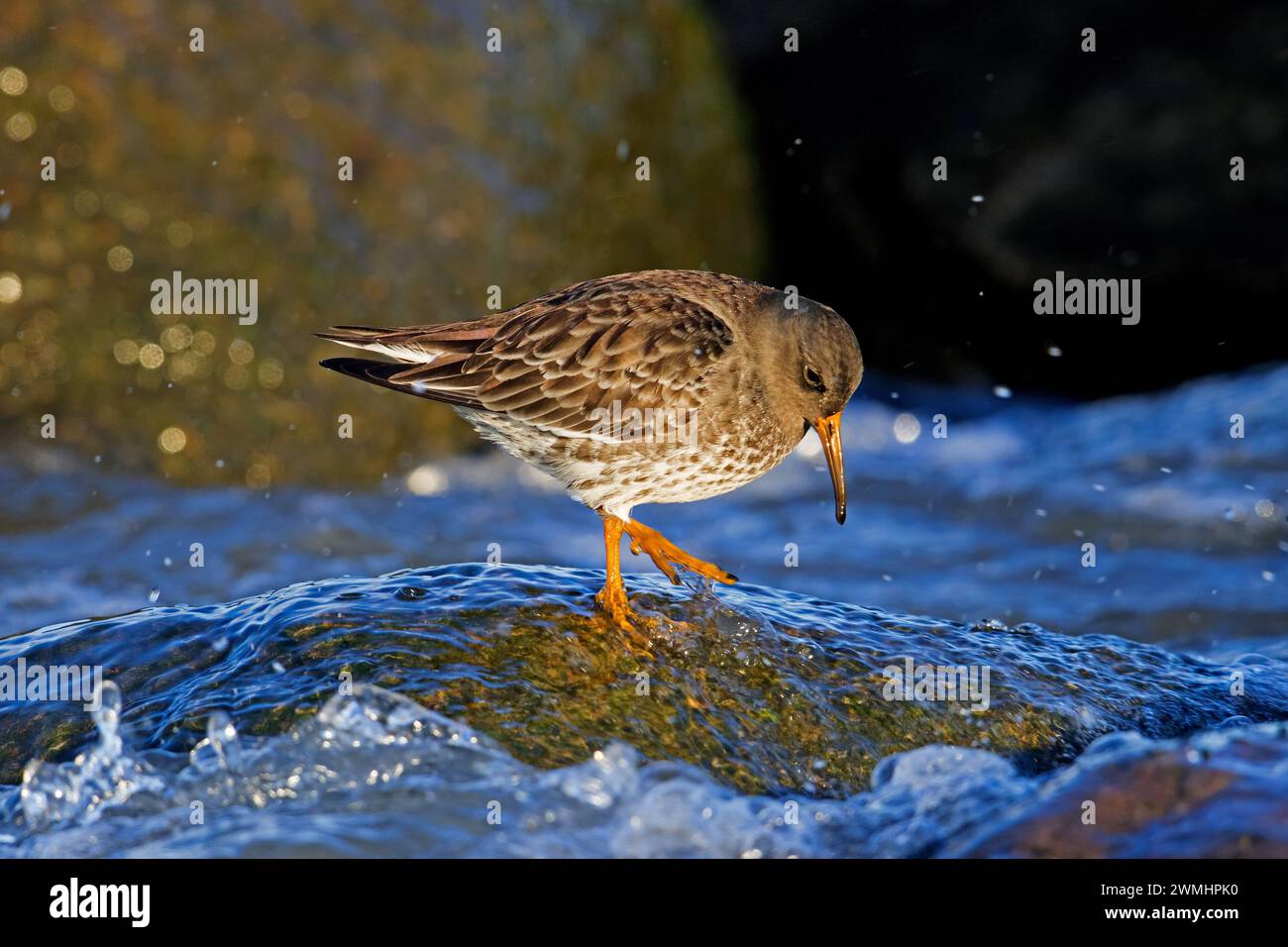 Pépin de sable violet (Calidris maritima) dans le plumage non reproductif de recherche sur la rive rocheuse le long de la côte de la mer Baltique en hiver Banque D'Images