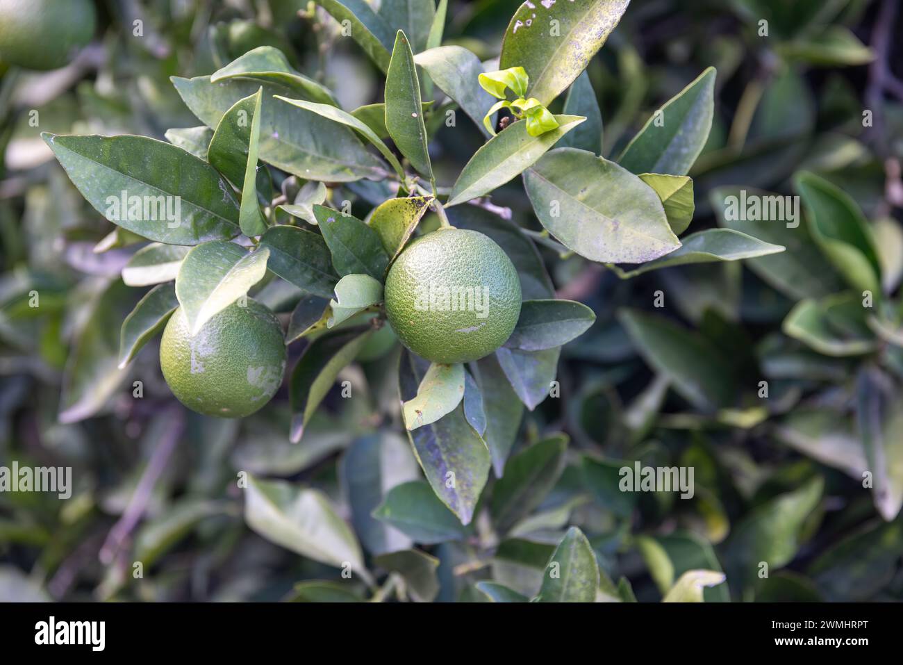 Île de Crète avec plantation d'agrumes et de fruits dans les montagnes en été Banque D'Images