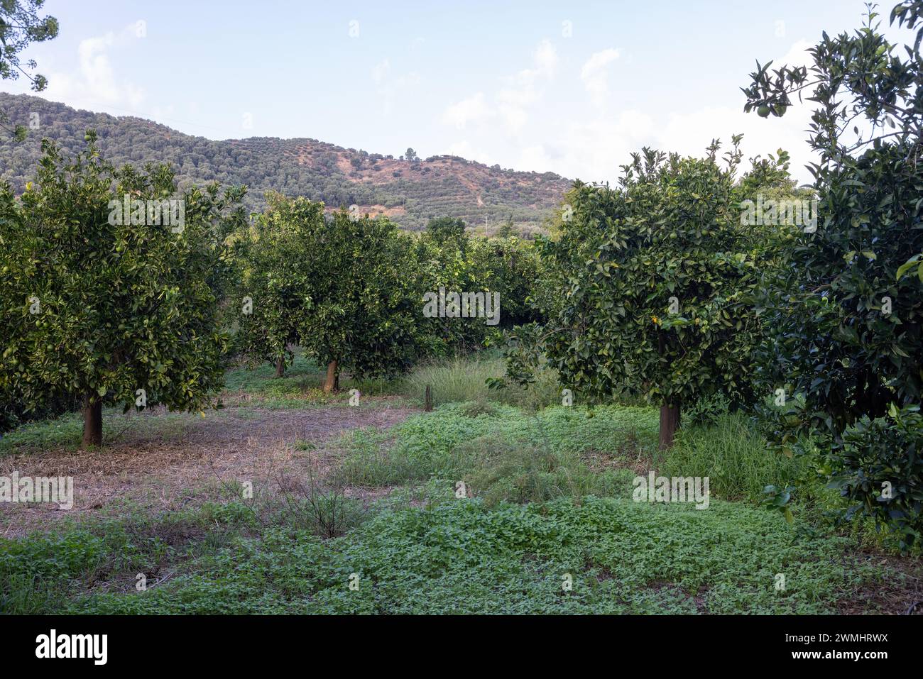 Île de Crète avec plantation d'agrumes et de fruits dans les montagnes en été Banque D'Images