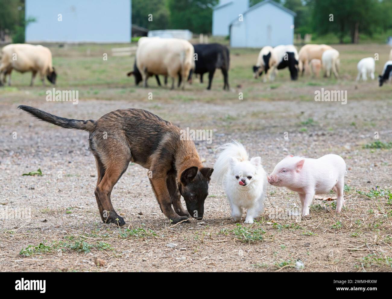 porcelet, chihuahua et malinois devant la ferme Banque D'Images