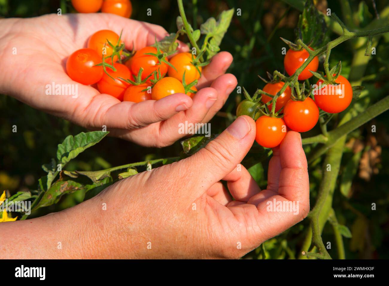 Tomates, Marion County, Oregon Banque D'Images
