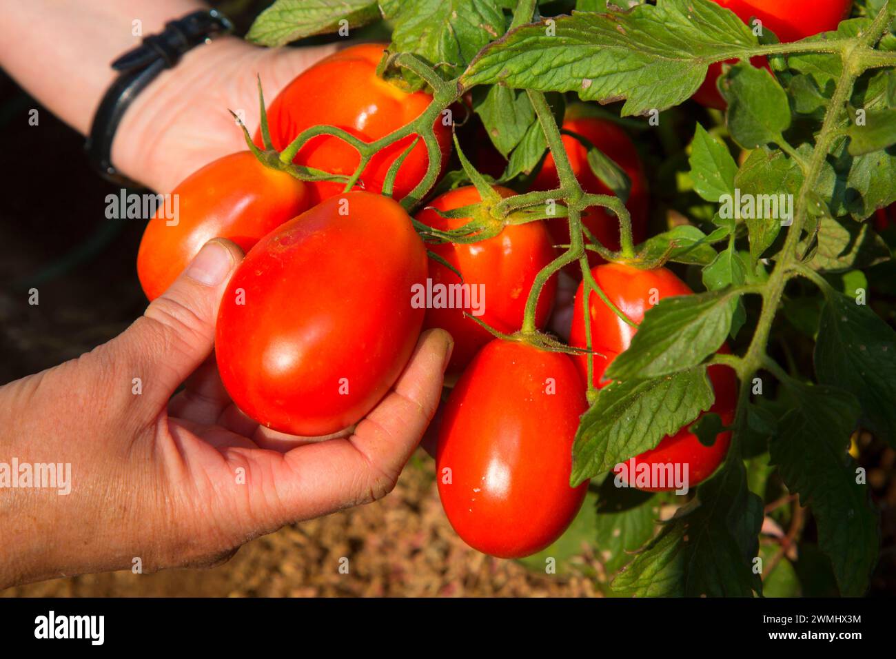 Tomates, Marion County, Oregon Banque D'Images