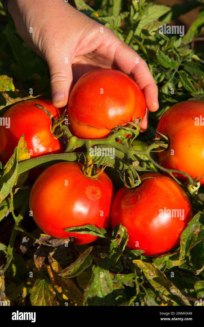 Tomates, Marion County, Oregon Banque D'Images