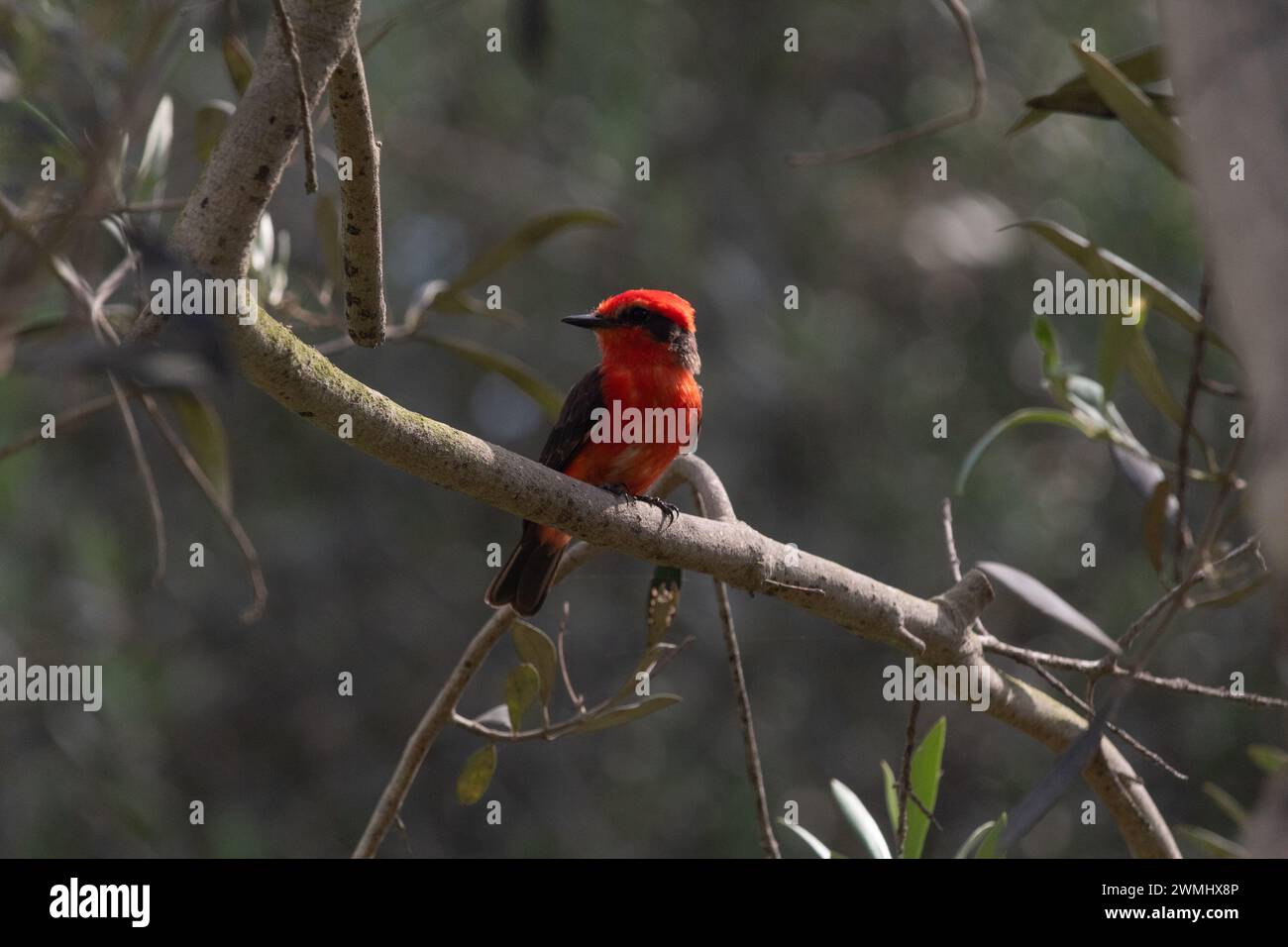 Un flycatcher rouge et noir mâle écarlate debout dans une branche d'arbre regardant attentivement dans la distance avec un fond de vert foncé flou avant Banque D'Images