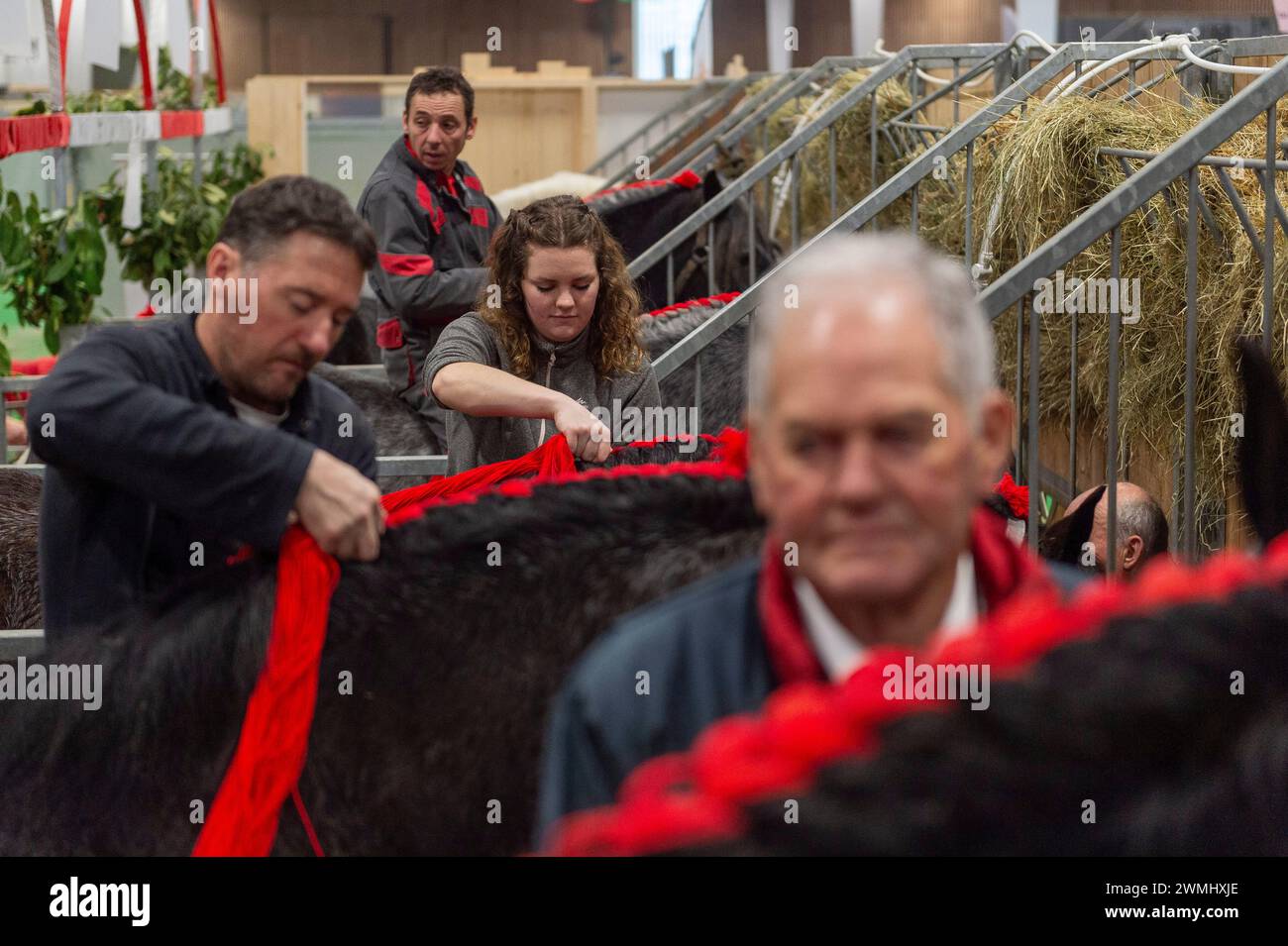 Paris, France. 26 février 2024. © PHOTOPQR/Ouest FRANCE/Mathieu Pattier ; PARIS ; 26/02/2024 ; 60 ème édition du salon international de l'agriculture de Paris porte de Versailles, lundi 26 février 2024 . Préparatifs pour le concours équin dans le hall 6 race Percheron 60th salon international de l agriculture (SIA) Feb 26 2024 Credit : MAXPPP/Alamy Live News Banque D'Images