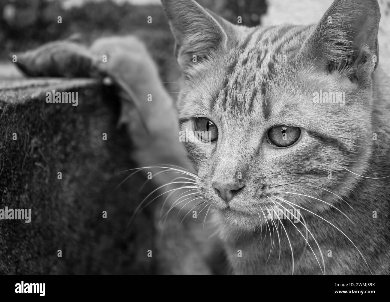 Un chat s'accroche victorieusement à sa proie décédée Banque D'Images