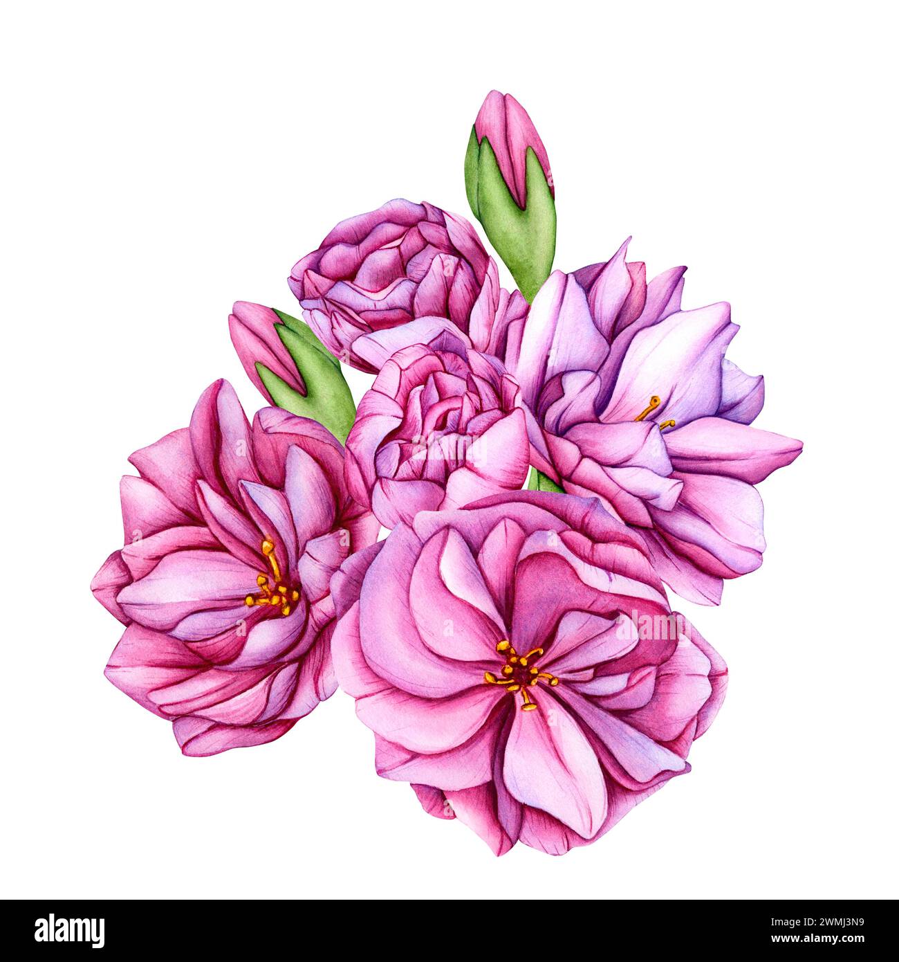 Bouquet de fleurs de cerisier roses. Illustration aquarelle pétales de fleurs de sakura. Fleurs de sakura japonais illustration botanique. Boutons de fleurs dessinés à la main et Banque D'Images