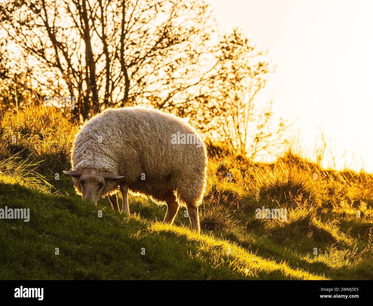 Baigné dans la lueur chaude du soleil couchant, un mouton paisible pèle sur l'herbe verte luxuriante de la campagne suédoise, avec des silhouettes d'arbres lini Banque D'Images